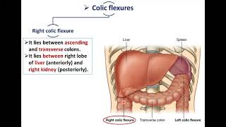 How Long Does It Take To Recover From Colon Surgery [upl. by Htepsle]