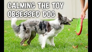 TOO excited or OBSESSED with TOYS  Dog training by Kikopup [upl. by Ihpen]